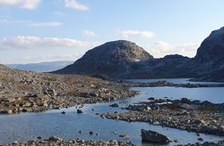 Tyrvlesnuten