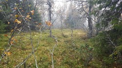 Nyseterhøgda