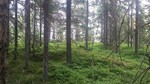 Sponkollen