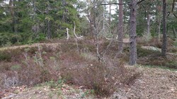 Gartåsen