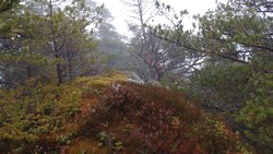 Malkenesvarden