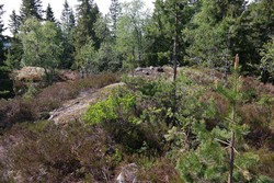 Korpekollen