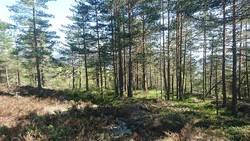 Amurskollen