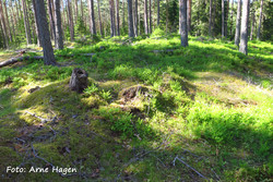 Finnberget øst