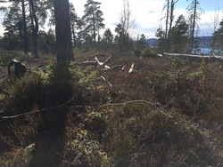 Sør for Leium