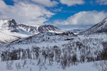 Gråhaugen