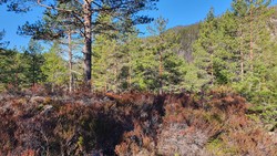 Bjordamsås