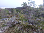 Preuthunseterhaugen