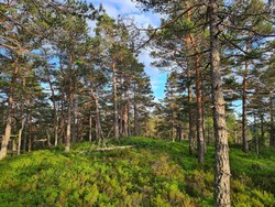 Øst for Høgåsen