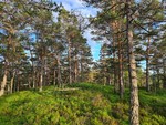 Øst for Høgåsen