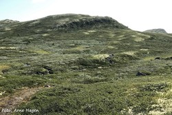Svarttjønnhøgda