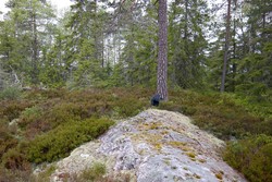 Trøkkpå