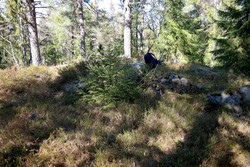 Saueråsen