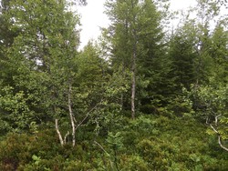 Tiursåsen