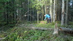 Rishøgda