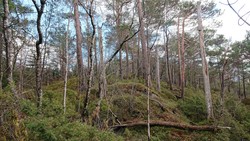 Reppåsen