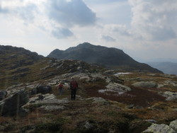Reinaskardnuten