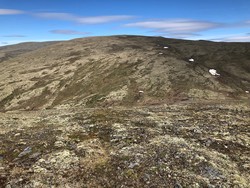 Tostenskollen