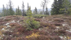 Veslehaugen, østre