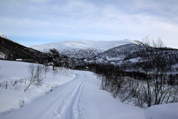 Kattøyro