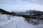 Kattøyro