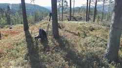 Skogstadknatten