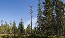 Ulvåsen