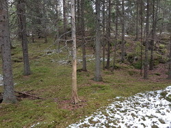 Hansefellåsen