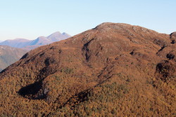 Jogardshornet