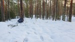 Merramyrhøgda