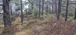 Høghaugen