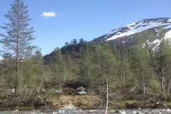 Høghaug