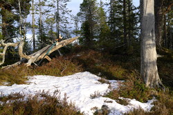 Lyarberget