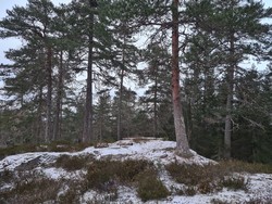 Lyfjell