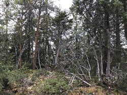 Burudåsen syd