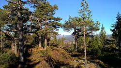 Grasåsen