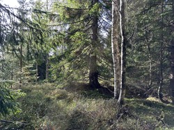 Pinslehøgda