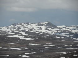Gråsteinsnosi