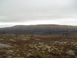 Borveggen