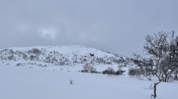 Hagakullen
