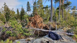Lønndokkåsen