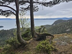 Olainuten