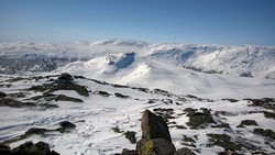 Bakkestølnøse