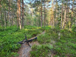 Furuvollbrenna