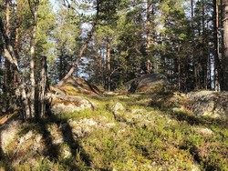 Skagnestjernhøgda