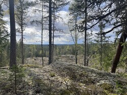 Strutsåsen