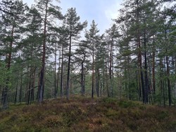 Seteråsen