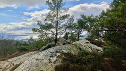 Rødsaksla