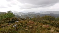 Sauhaugen