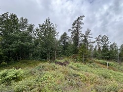 Barlindåsen